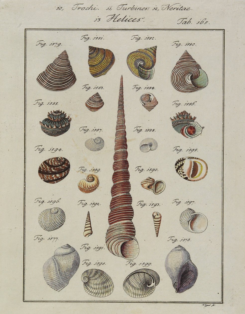 قذائف البحر: Trochi ، التوربينات ، Neritae Helices ، من Neues Systematisches Conchylien-Cabinet ، 1784 (النقش والنقش الملون يدويًا) بواسطة طائر