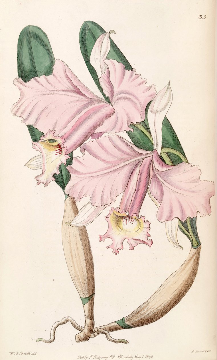 Cattleya labiata (مثل syn. Cattleya lemoniana) بواسطة كشك WB
