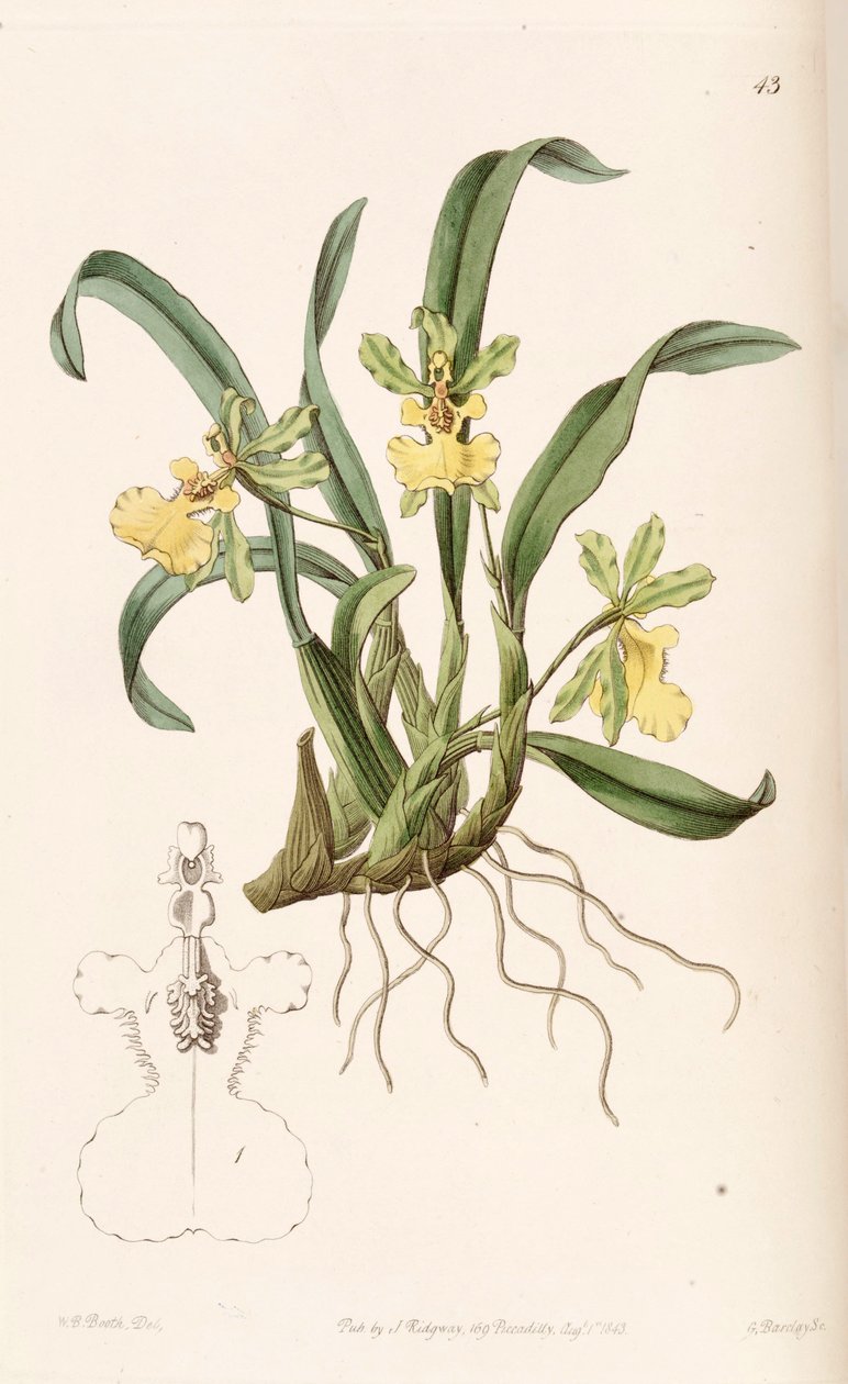 Oncidium uniflorum بواسطة كشك WB