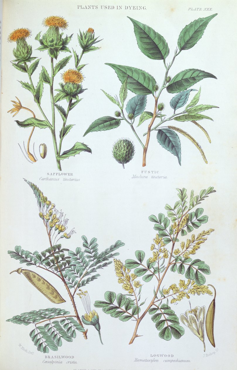 النباتات المستخدمة في الصباغة ، لوحة من دراسة نباتية ، نقشها J. Bishop ، 1872 بواسطة 
