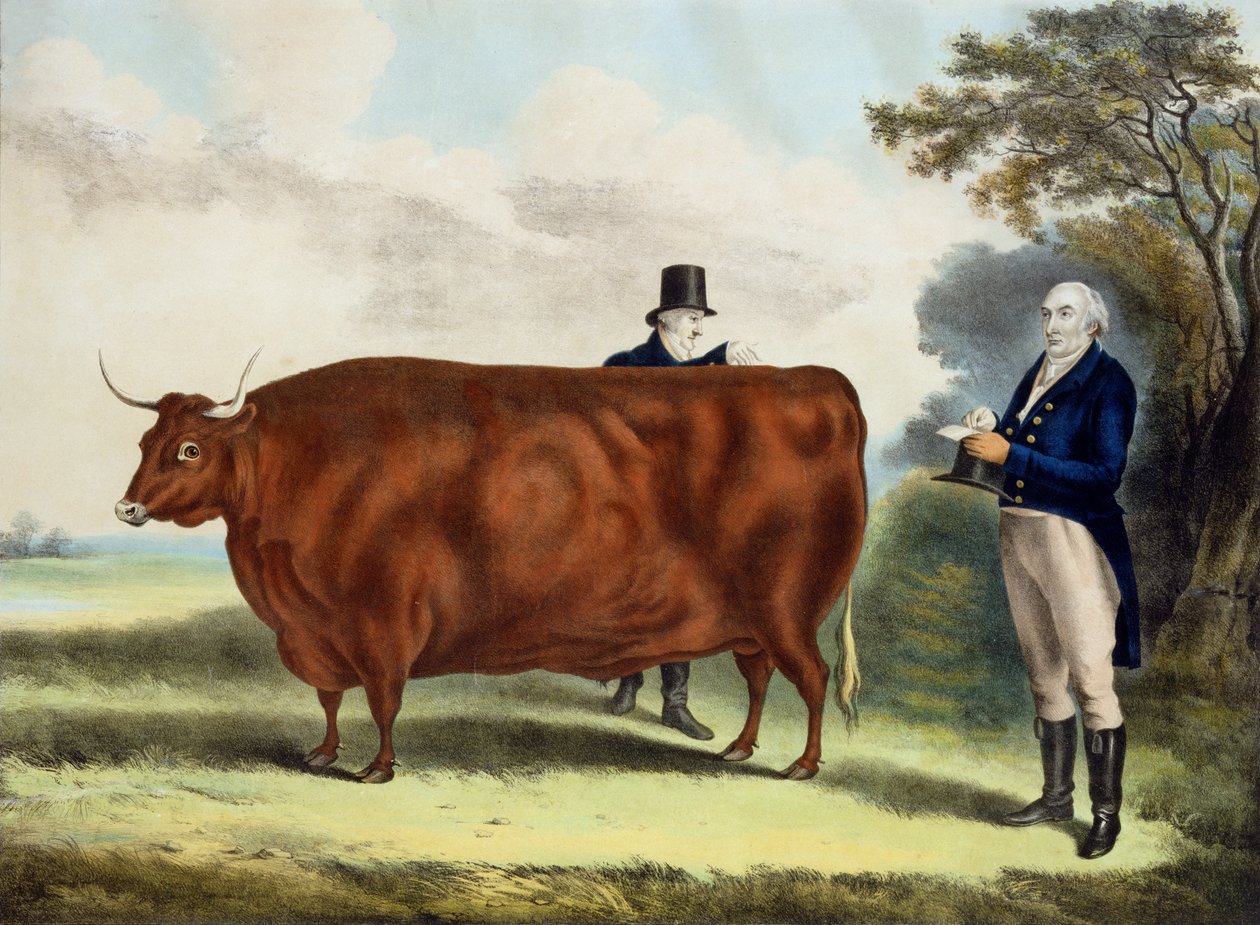 صورة للسيد TW Coke Esq. وكاتب هيليارد إسق. مع North Devon Ox (نقش الألوان) بواسطة WH ديفيس