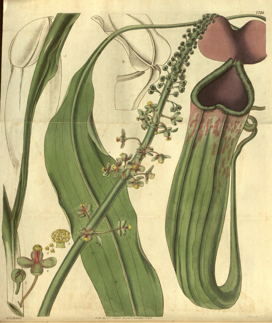 Nepenthes khasiana من مجلة كورتيس النباتية بواسطة WJHooker