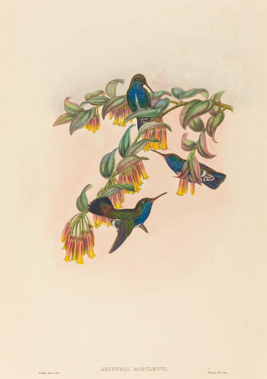 Agyrtria bartletti (زمرد بارتليت) بواسطة دبليو هارت