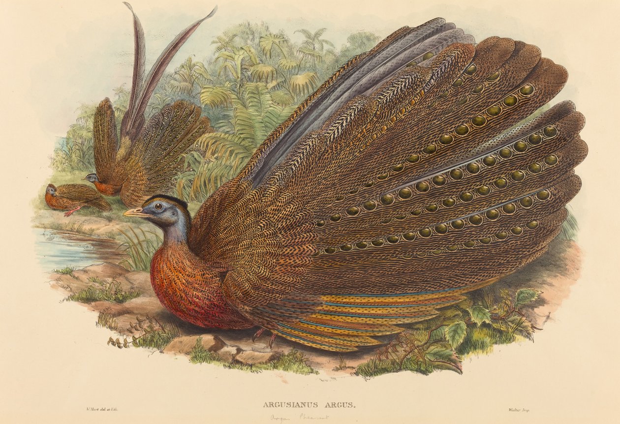 Argus Pheasant (Argusianus Argus) بواسطة دبليو هارت