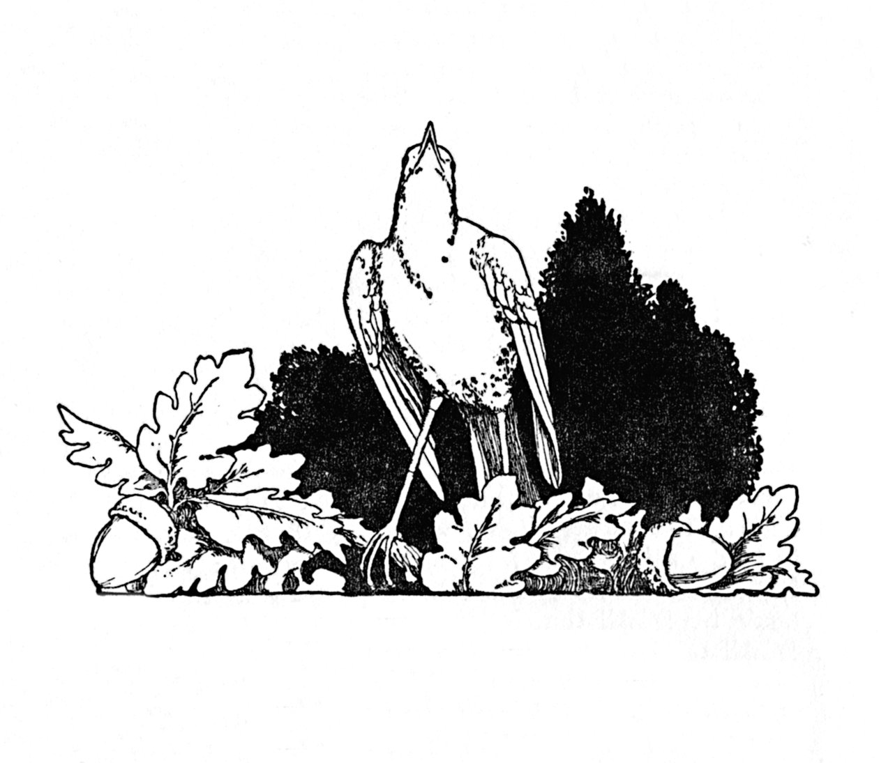 من بين الفروع Dwelt a Nightingale ، c1930 بواسطة وليام هيث روبنسون