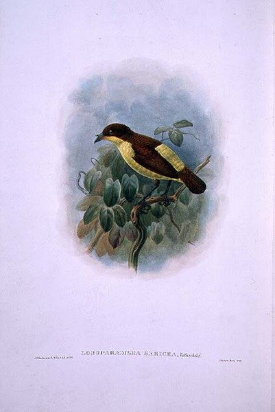 Loboparadisea serica ، طائر الجنة المائي (لون ليثو) بواسطة W. و Keulemans JG Hart