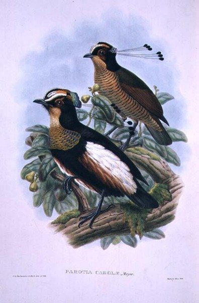 طائر الجنة بستة أسلاك للملكة كارولا (لون ليثو) بواسطة W. و Keulemans JG Hart
