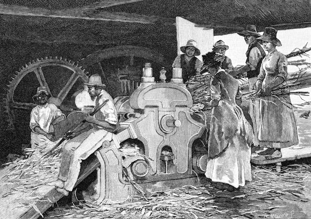 سحق القصب ، 1886. بواسطة دبليو موليير