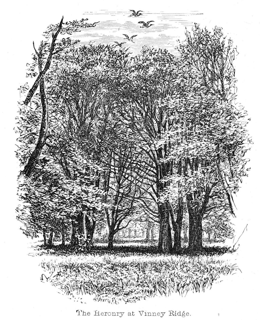 The Heronry at Vinney Ridge بواسطة والتر كرين