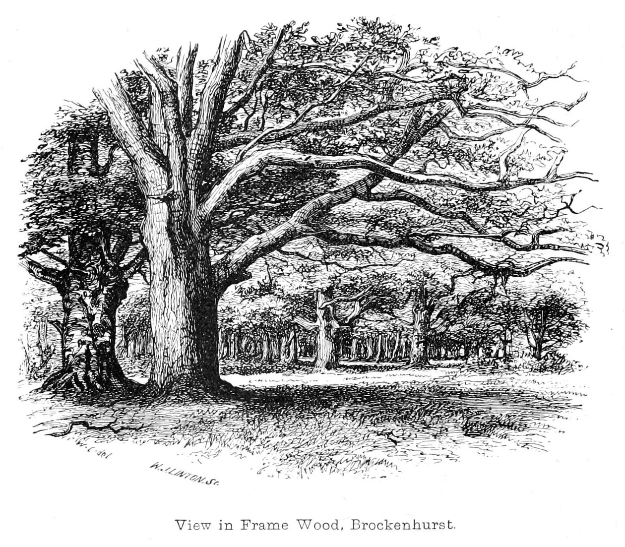 عرض في إطار الخشب ، Brockenhurst بواسطة والتر كرين