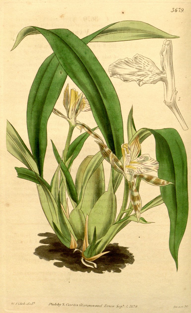 رسم توضيحي لـ Aspasia variegata بواسطة والتر هود فيتش