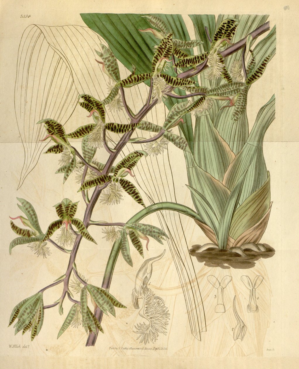 Catasetum التوضيح لحية (syn. Myanthus الملتحي) بواسطة والتر هود فيتش