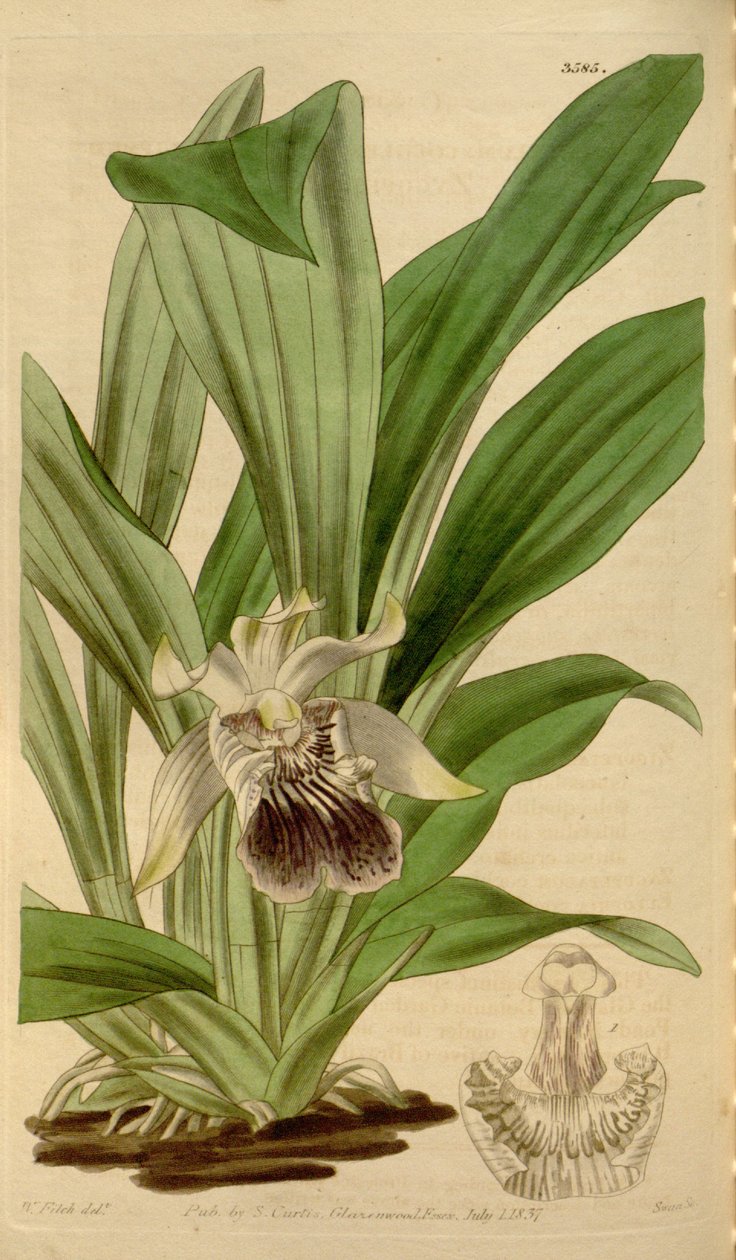 رسم توضيحي لـ Cochleanthes flabelliformis (مثل syn. Zygopetalum cochleare) بواسطة والتر هود فيتش