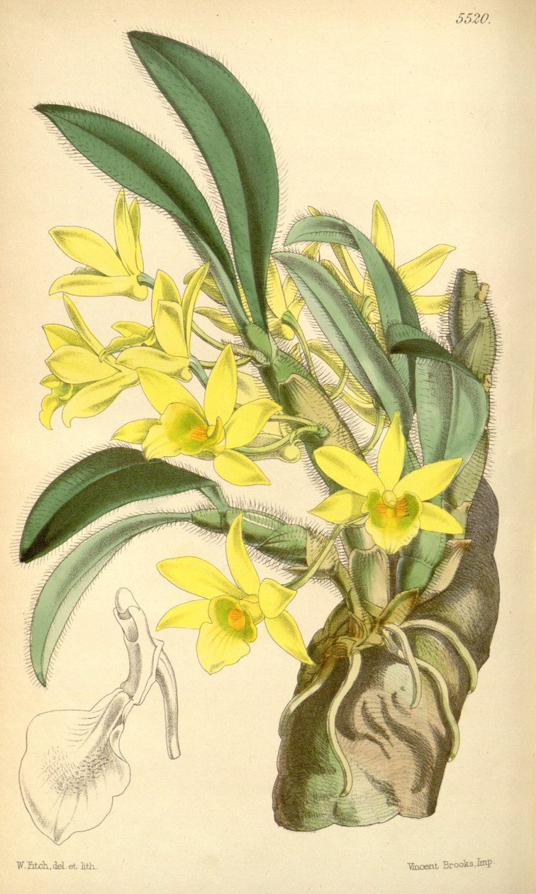 Dendrobium الشيخوخة بواسطة والتر هود فيتش