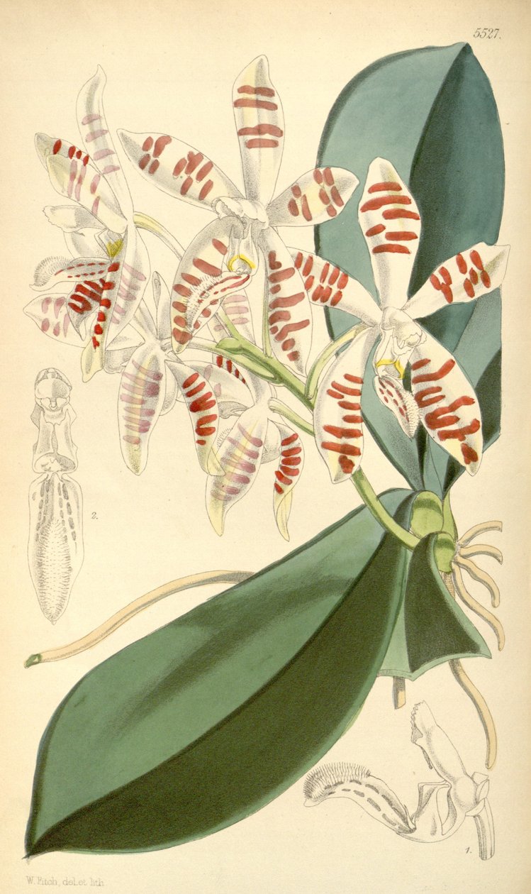رسم توضيحي ل Phalaenopsis sumatrana بواسطة والتر هود فيتش