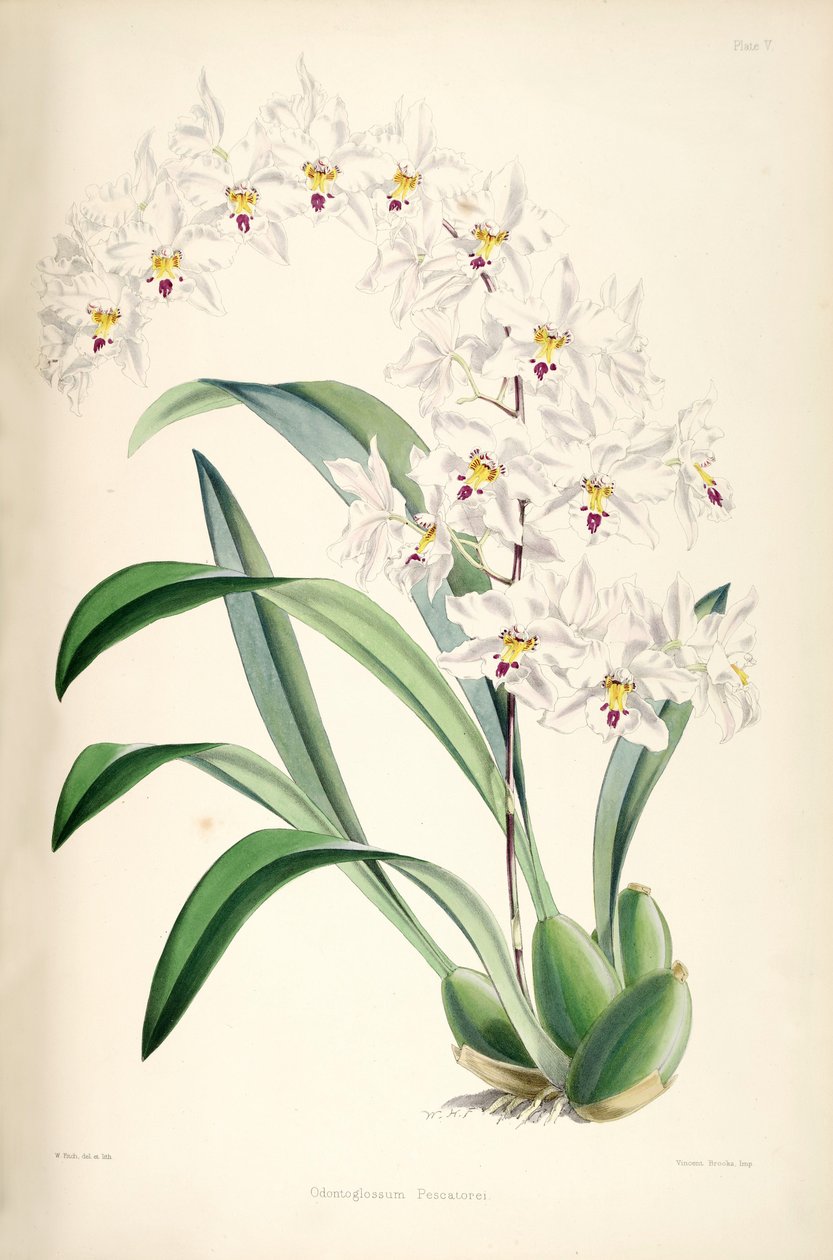 توضيح Oncidium لنبيلة (syn. Oncidium Pescatori) بواسطة جيمس بيتمان