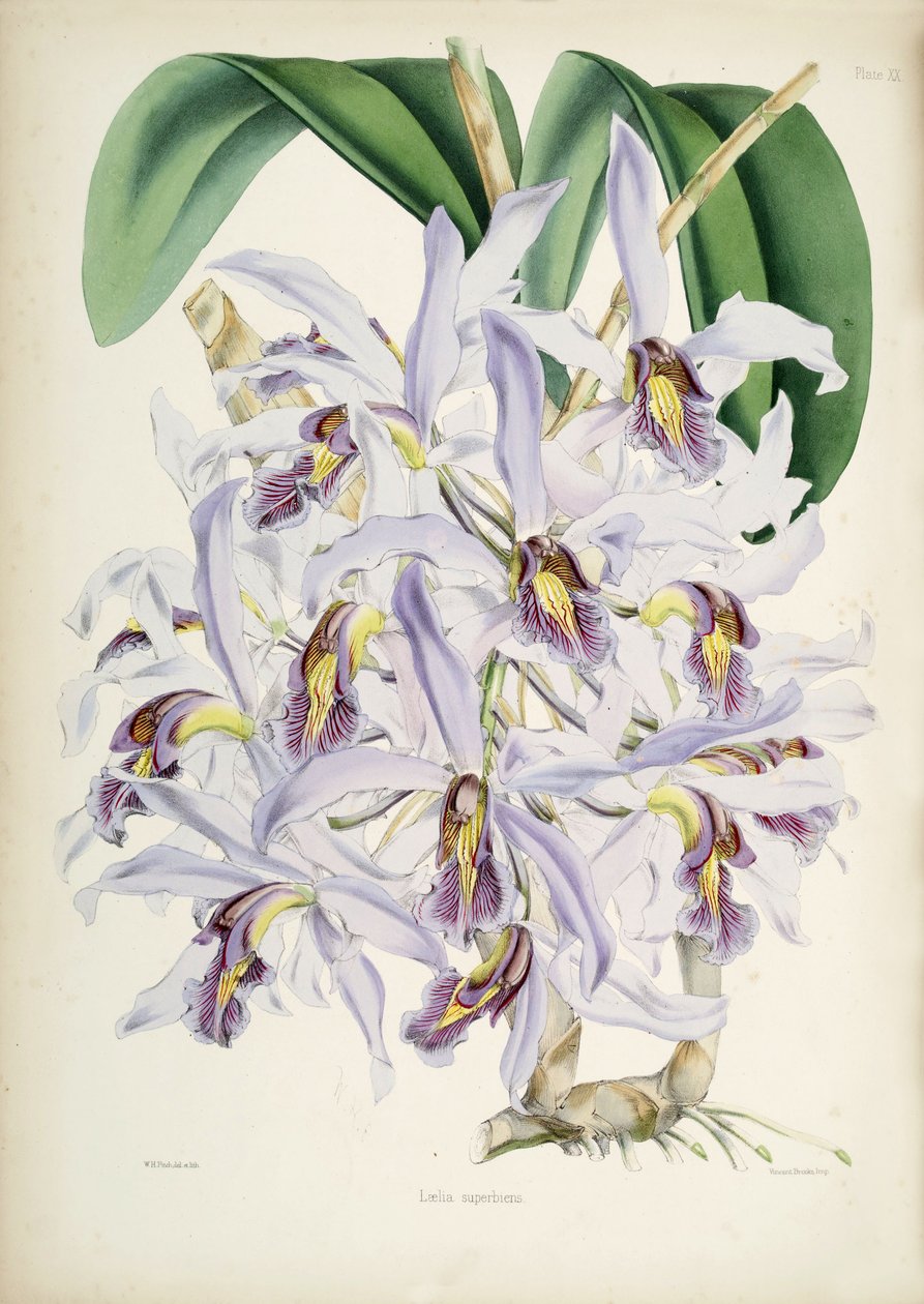رسم توضيحي لـ Schomburgkia superbiens (الأصل. Laelia superbiens) بواسطة والتر هود فيتش