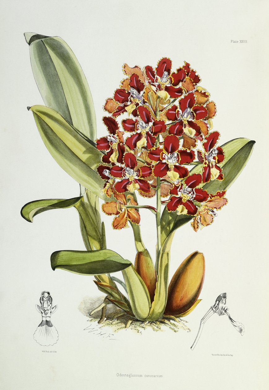 Odontoglossum coronarium ، 1864-1874 بواسطة والتر هود فيتش