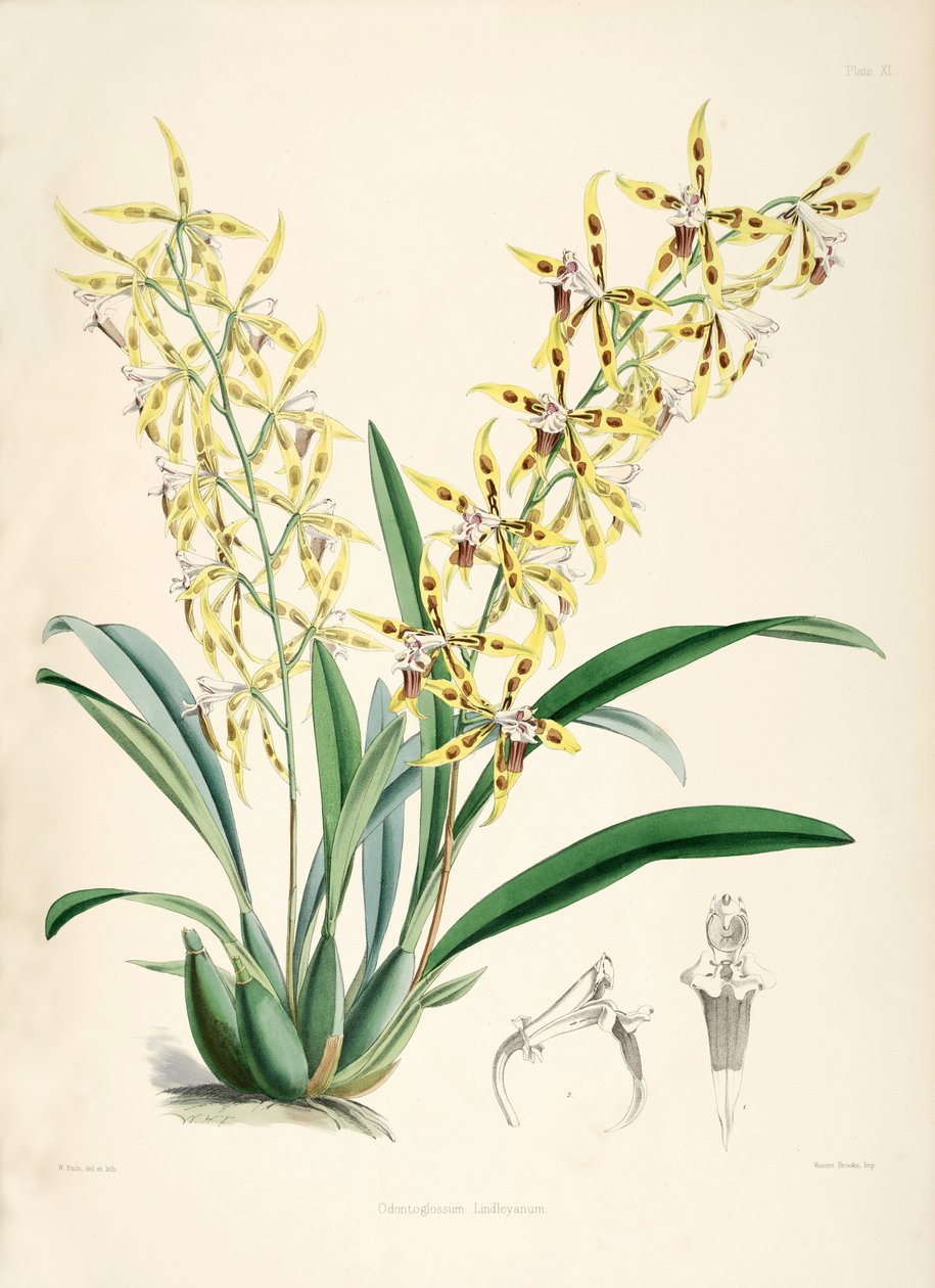 Odontoglossum lindleyanum بواسطة والتر هود فيتش