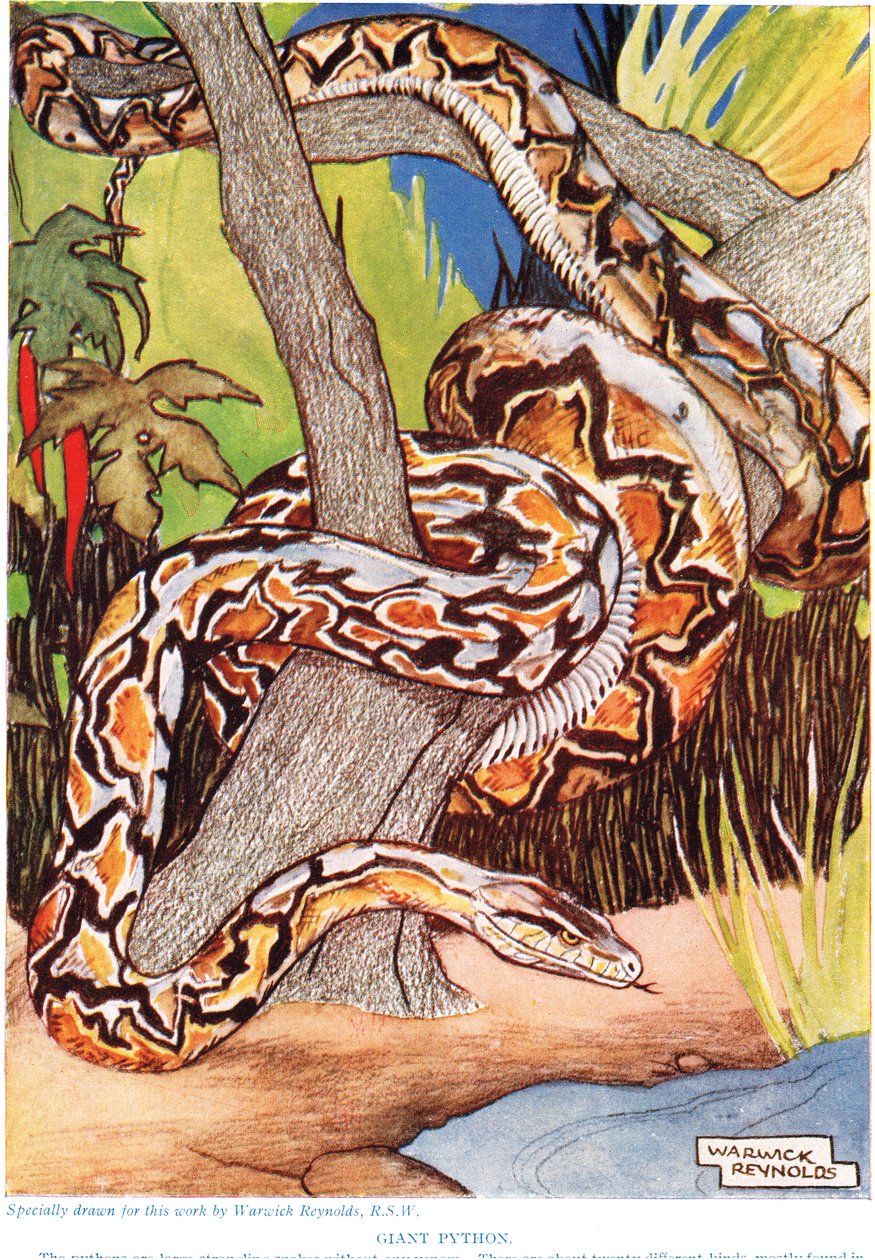 بيثون العملاق ، رسم توضيحي من "التاريخ الطبيعي الجديد" ، بقلم جون آرثر طومسون (1861-1933) ، نشره أبناء GP Putnam ، 1926 بواسطة وارويك رينولدز