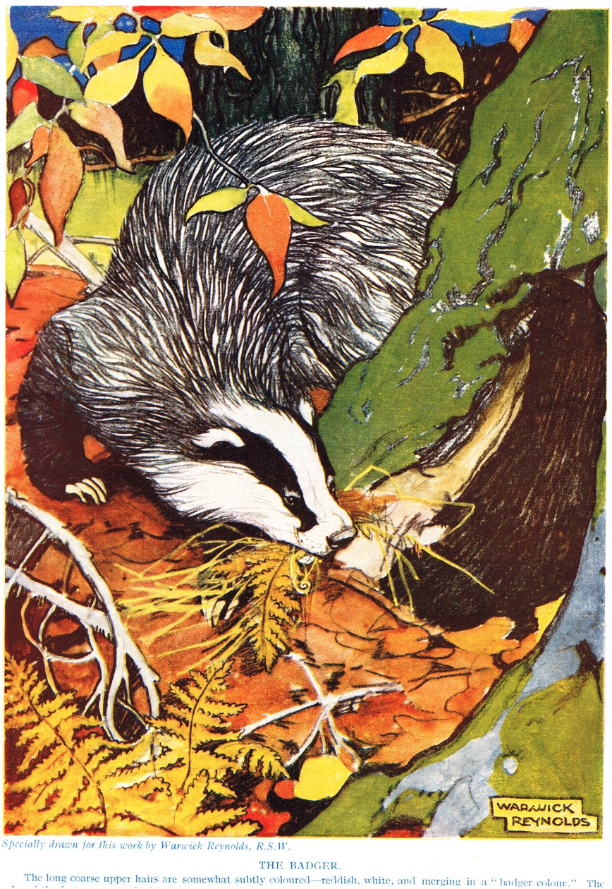 The Badger ، من "التاريخ الطبيعي الجديد" ، بقلم جون آرثر طومسون (1861-1933) ، نشره أبناء GP Putnam ، 1926 بواسطة وارويك رينولدز