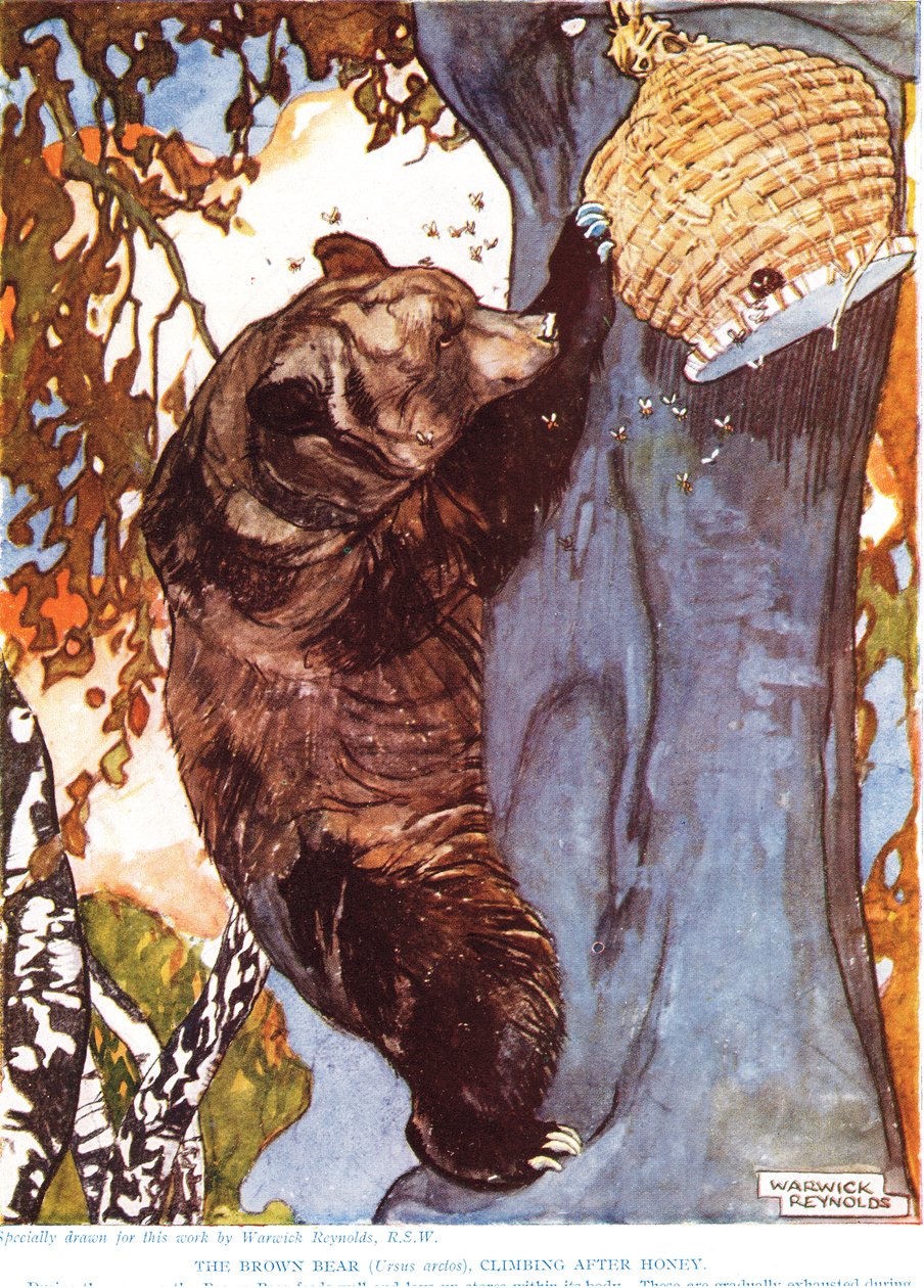 الدب البني (Ursus arctos) ، يتسلق بعد العسل ، رسم توضيحي من "التاريخ الطبيعي الجديد" ، بقلم جون آرثر طومسون (1861-1933) ، نشره أبناء GP Putnam ، 1920s بواسطة وارويك رينولدز