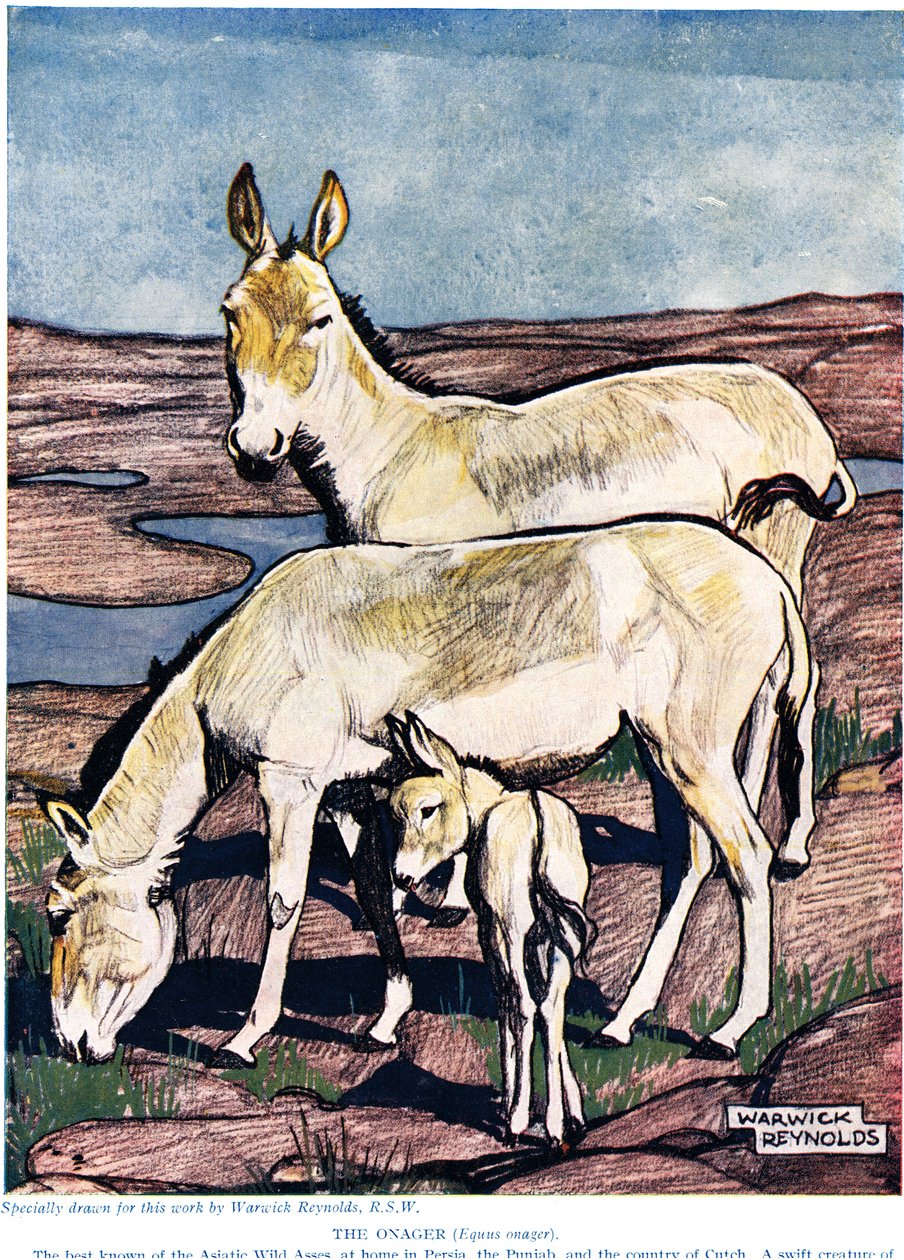 The Onager ، من "التاريخ الطبيعي الجديد" ، بقلم جون آرثر طومسون (1861-1933) ، الذي نشره أبناء GP Putnam ، 1926 بواسطة وارويك رينولدز