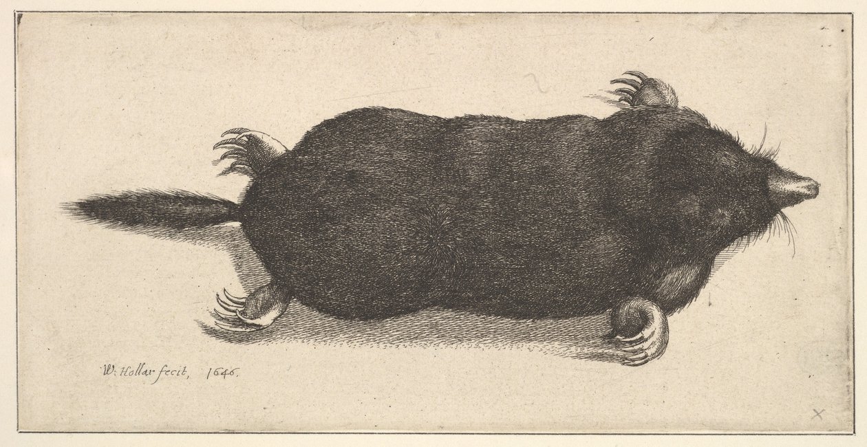 Dead Mole ، 1646. بواسطة وينسلوس هولار