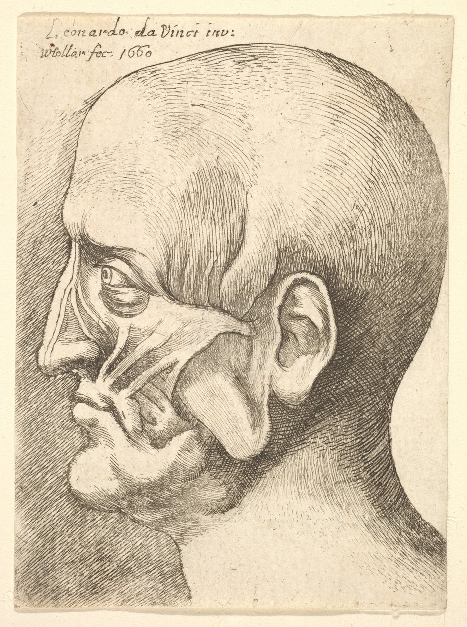 رأس Ecorche لرجل في الملف الشخصي إلى اليسار ، 1660. بواسطة وينسلوس هولار