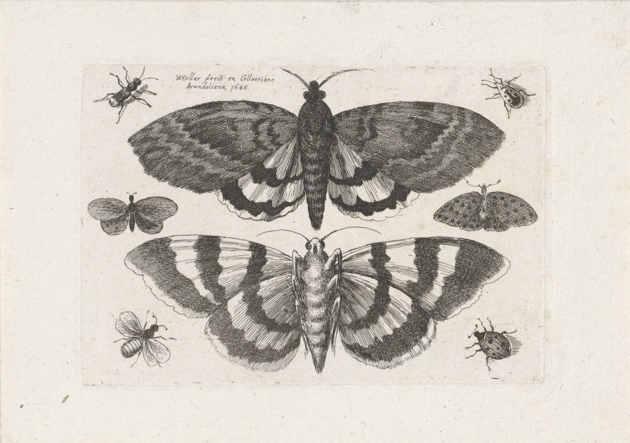 العث والحشرات الصغيرة الحشرات (عنوان المسلسل) Muscarum Scarabeorum (عنوان السلسلة) بواسطة وينسلوس هولار