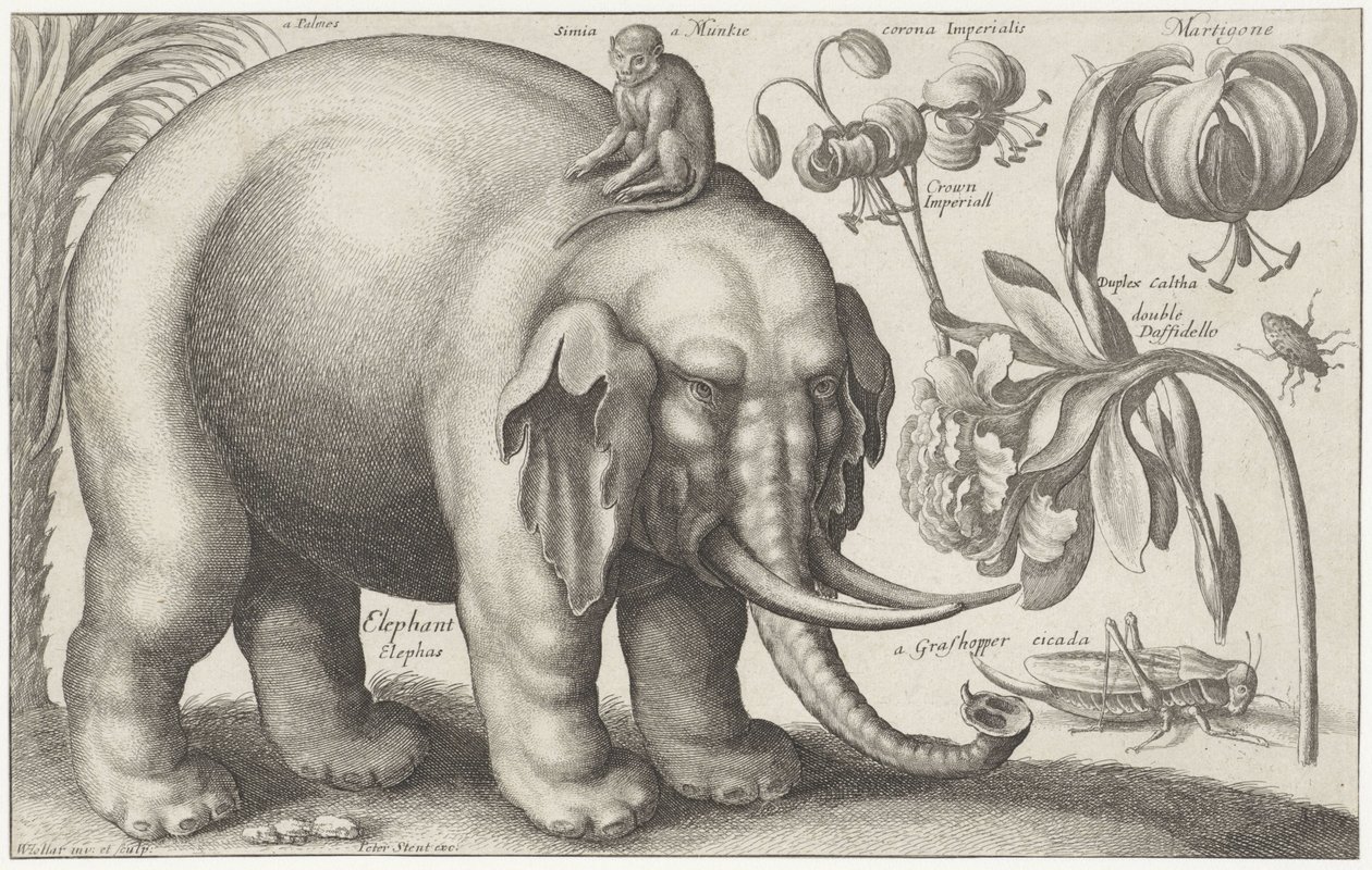 الفيل والقرد والزهور والحشرات النباتات والحيوانات (عنوان السلسلة) Animalium Ferarum (عنوان السلسلة على الكائن) بواسطة وينسلوس هولار
