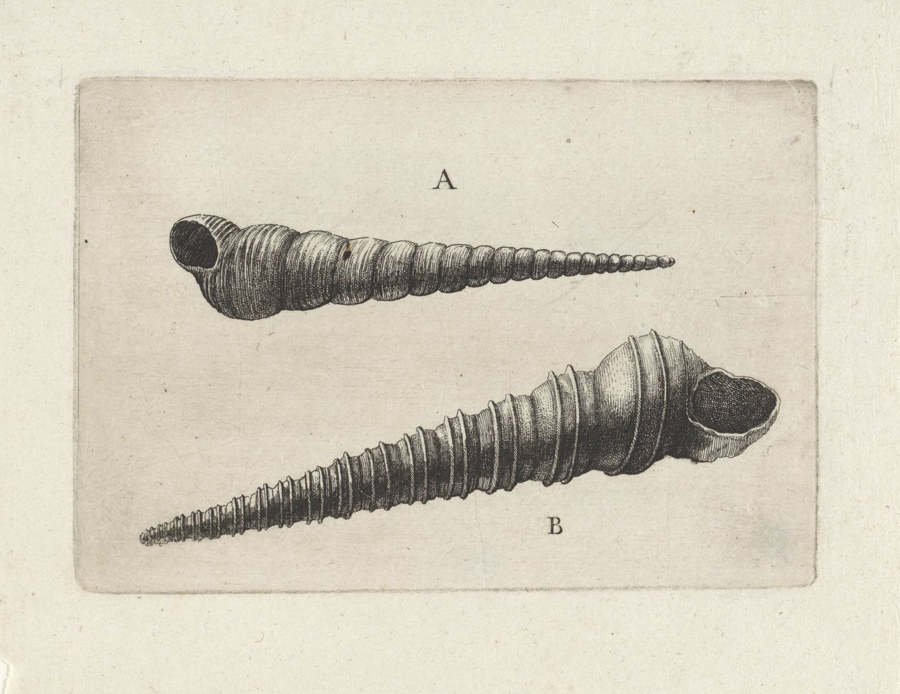 الأصداف ، turritella terebra (A) و turritella Dupata (B) قذائف (عنوان المسلسل) بواسطة وينسلوس هولار