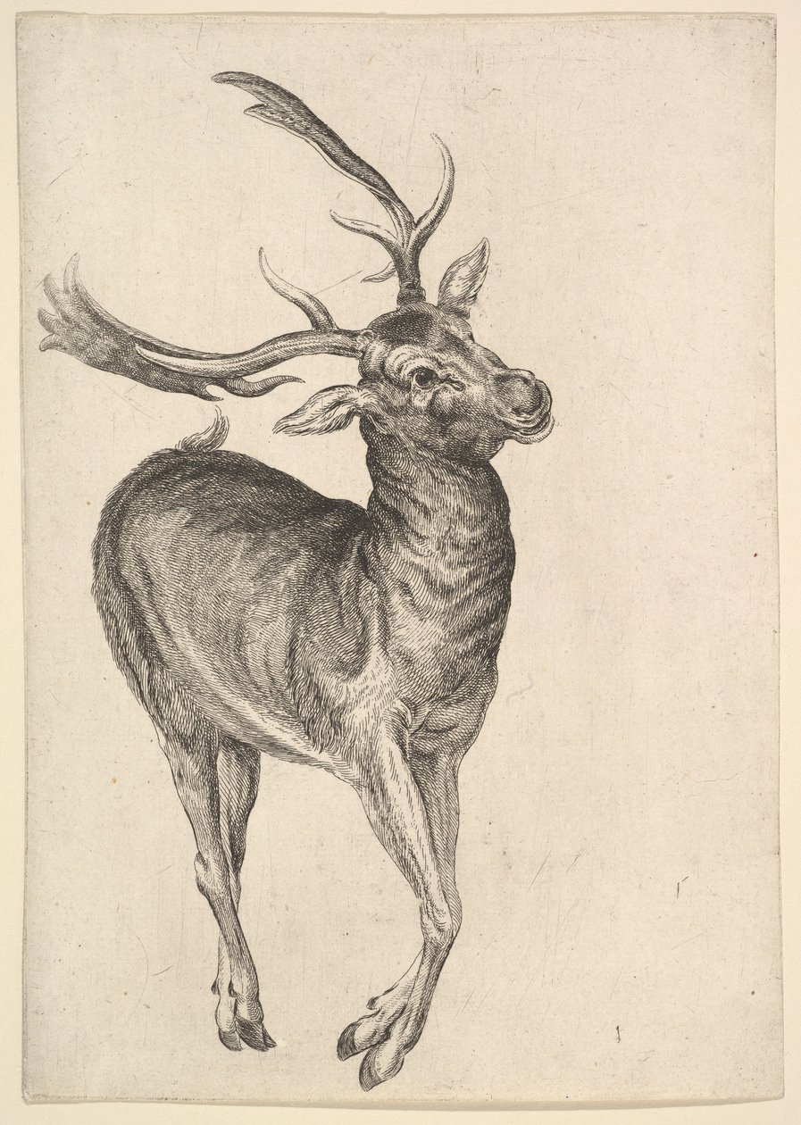 الأيل ، 1625-1677. بواسطة وينسلوس هولار