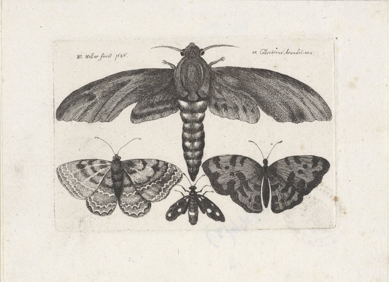 فراشات وعثة الحشرات (عنوان المسلسل) Muscarum Scarabeorum (عنوان السلسلة) بواسطة وينسلوس هولار