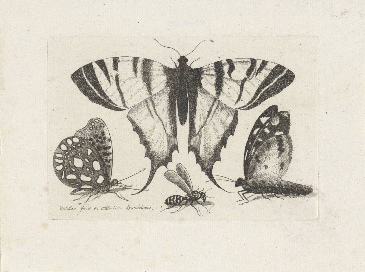 فراشات ودبور الحشرات (عنوان المسلسل) Muscarum Scarabeorum (عنوان السلسلة) بواسطة وينسلوس هولار