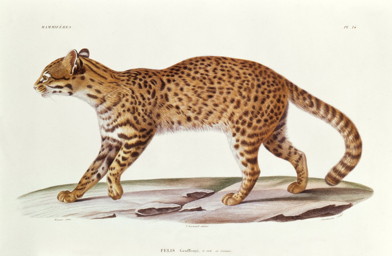 Geoffreys Cat (felis Geoffroyi) التوضيح من Voyage dans lAmerique Meridionale by Alcide dOrbigny ، منقوش بواسطة Annedouche ، 1847 بواسطة فيرنر فيرنر