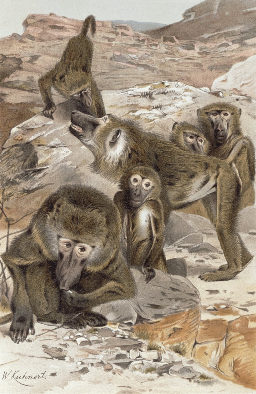 بابون ، لوحة من Brehms Tierleben: Allgemeine Kunde des Tierreichs ، المجلد 1 ، ص .166 ، نشره Bibliographisches Institut ، 1890 بواسطة فيلهلم كونرت