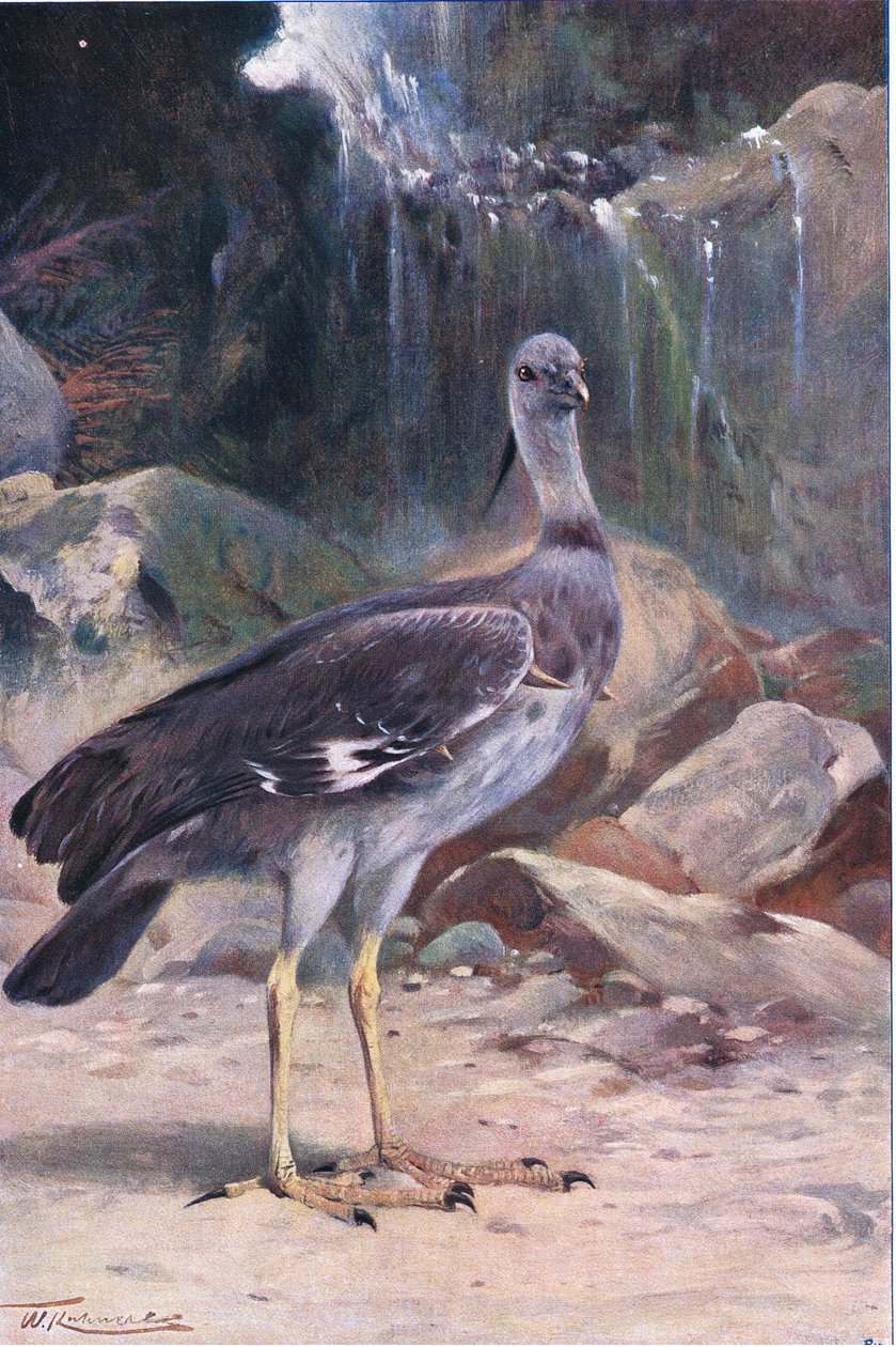 صرخة متوج ، من الحياة البرية في العالم نشرها فريدريك وارن وشركاه ، c.1900 بواسطة فيلهلم كونرت