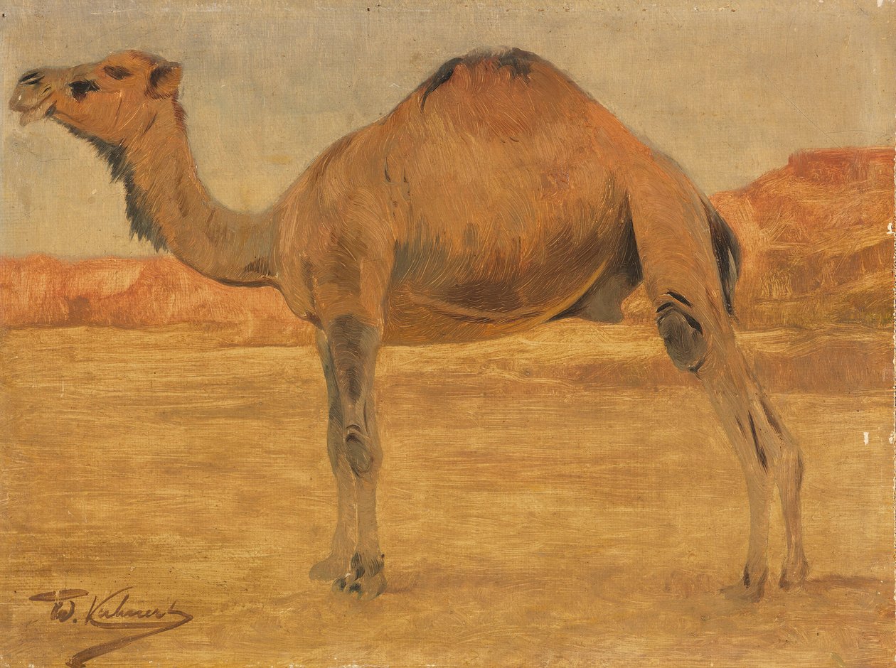 الجمل العربي بواسطة فيلهلم كونرت