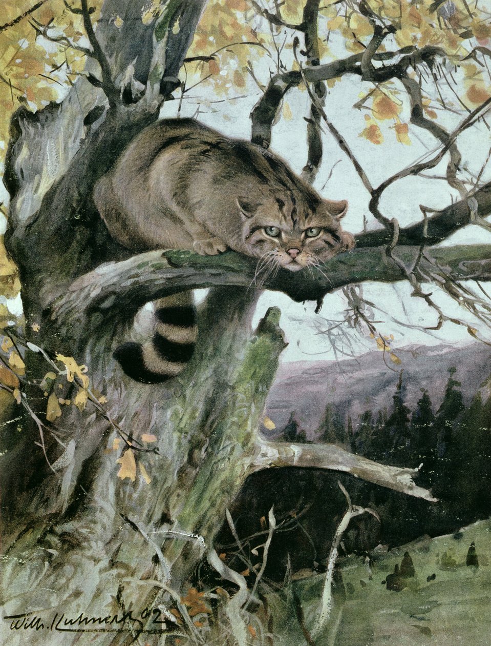 Wildcat في شجرة ، 1902 بواسطة فيلهلم كونرت
