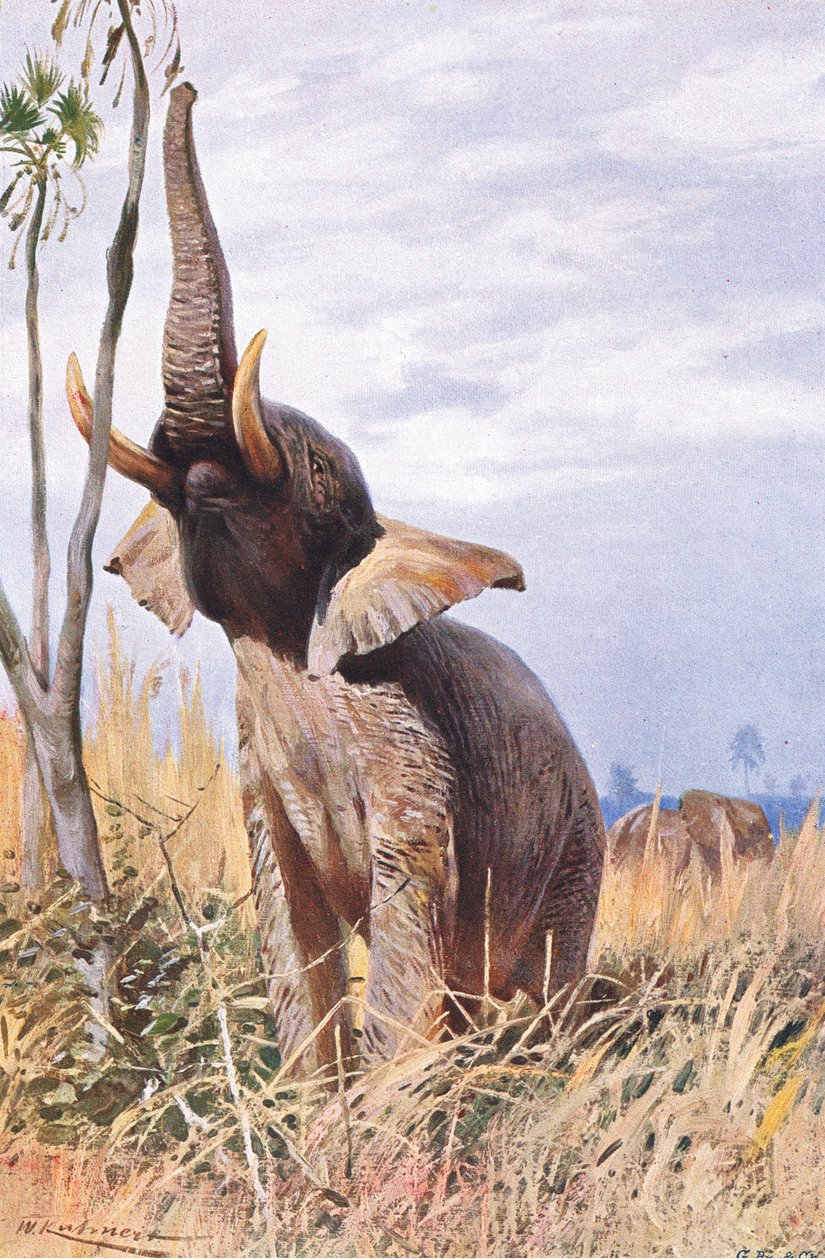الفيل الأفريقي ، رسم توضيحي من Wildlife of the World ، c.1910 بواسطة فيلهلم كونرت