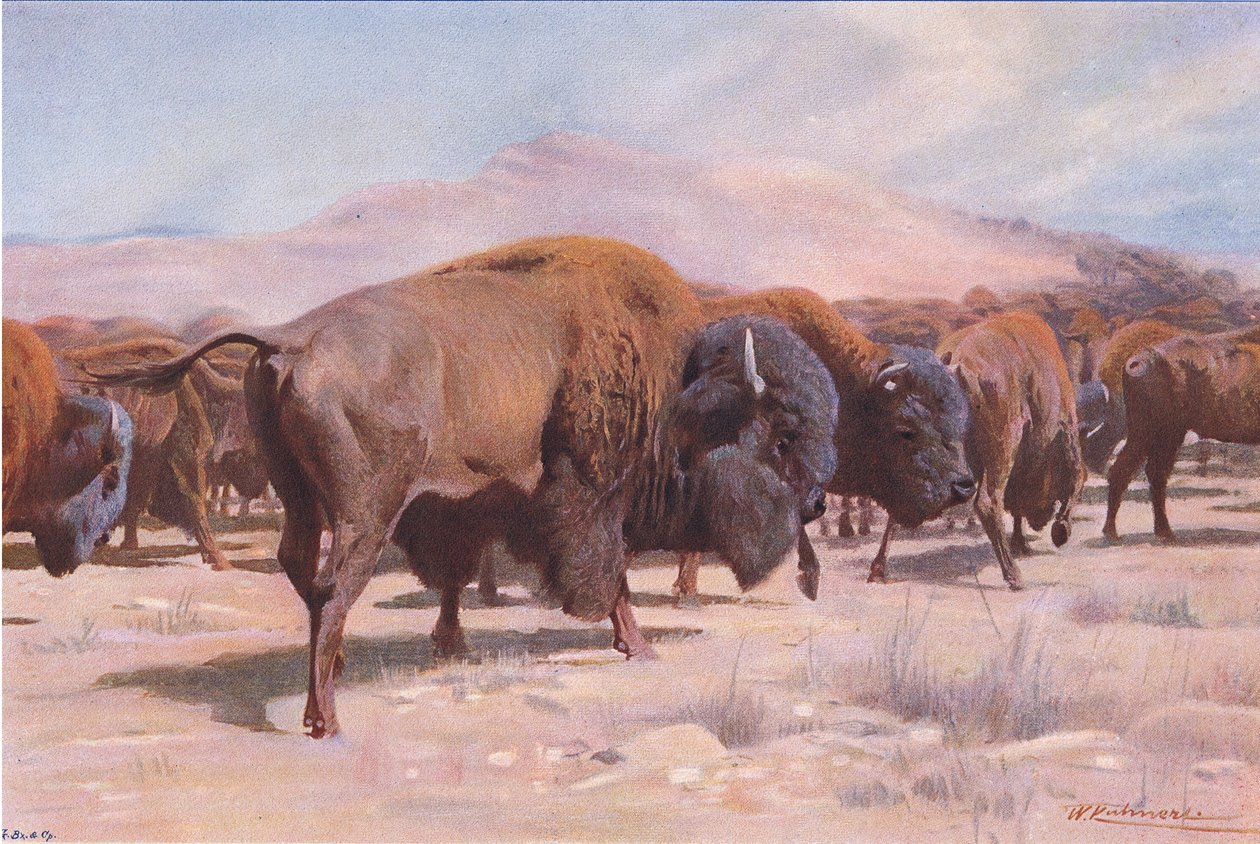 American Bison ، من Wildlife of the World ، نشره Frederick Warne & Co ، c.1900 بواسطة فيلهلم كونرت