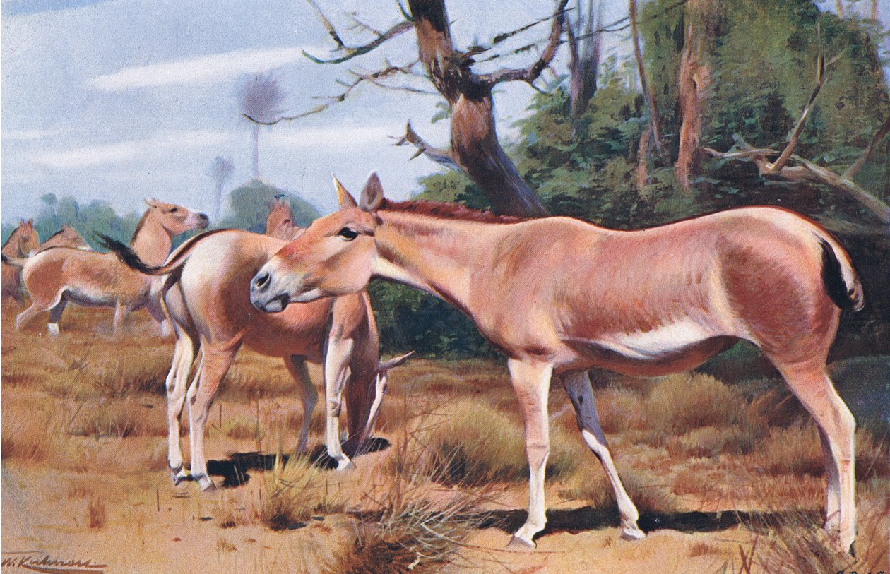 Ass Wildic Wild Ass ، من الحياة البرية في العالم نشره فريدريك وارن وشركاه ، c.1900 بواسطة فيلهلم كونرت
