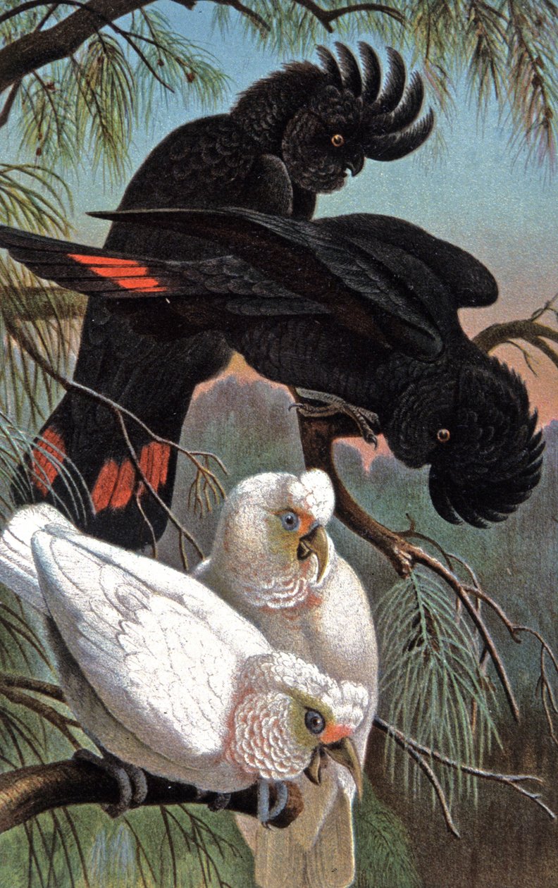 ببغاء البنوك، ج.1910 (رسم توضيحي) بواسطة فيلهلم كونرت