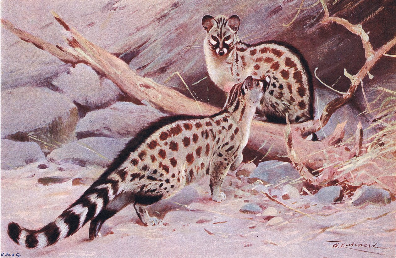 Dungola Genet ، توضيح من Wildlife of the World ، c.1910 بواسطة فيلهلم كونرت