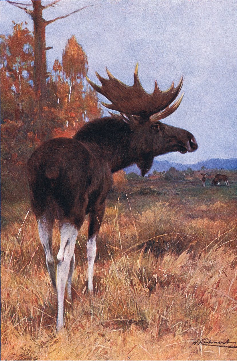 Elk or Moose ، من Wildlife of the World ، نشره Frederick Warne & Co ، c.1900 بواسطة فيلهلم كونرت