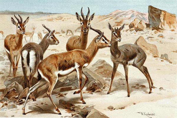 الغزلان ، لوحة من "Brehms Tierleben: Allgemeine Kunde des Tierreichs" ، المجلد. 3 ، ص. 9 ، نشره Bibliographisches Institut بواسطة فيلهلم كونرت