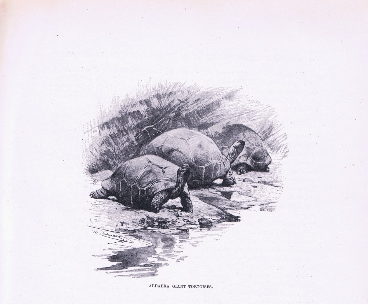 السلاحف العملاقة ، رسم توضيحي من Wildlife of the World ، c.1910 بواسطة فيلهلم كونرت