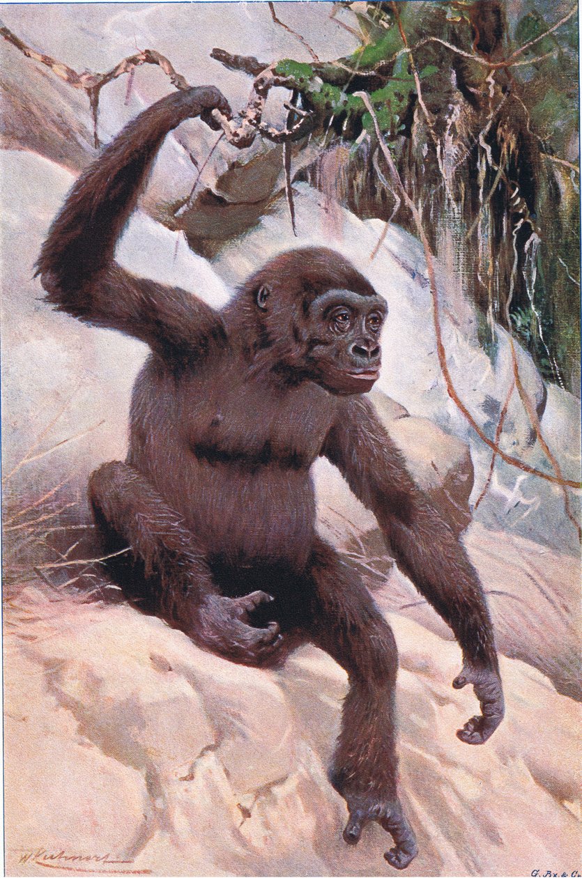 غوريلا ، توضيح من Wildlife of the World ، c.1910 بواسطة فيلهلم كونرت