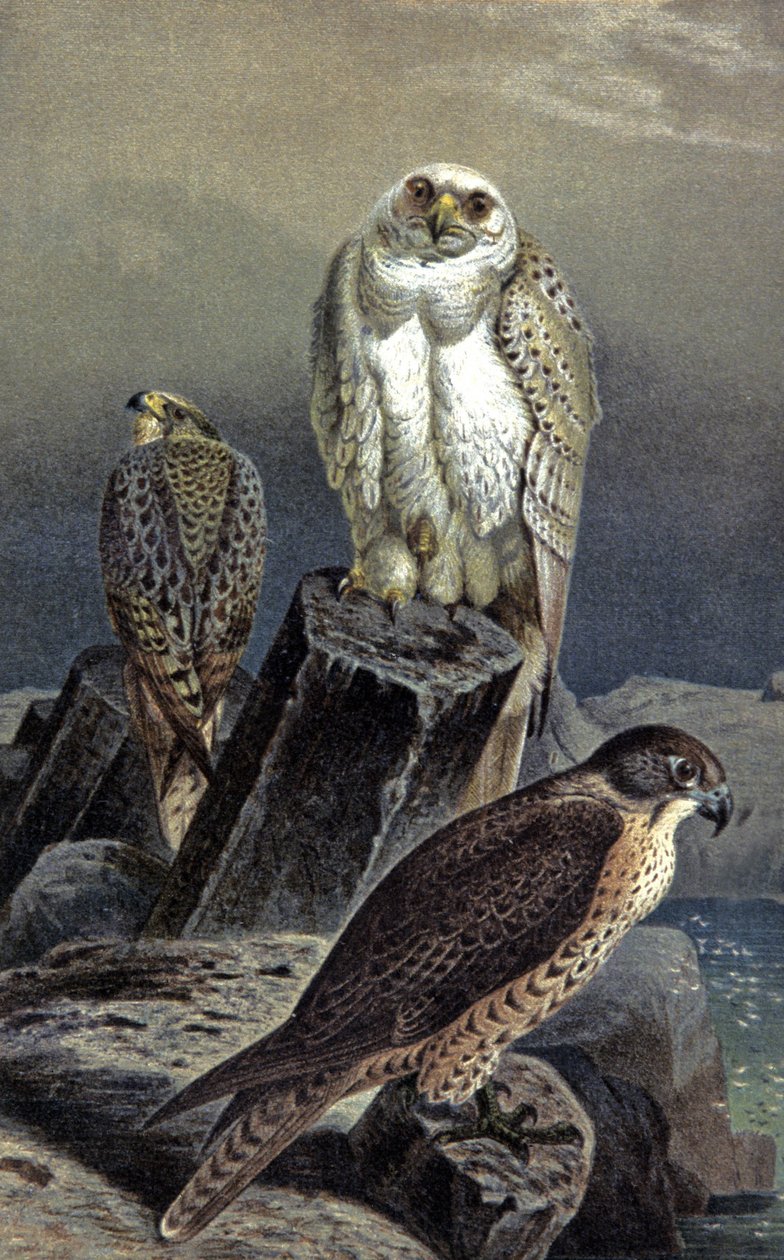 صقر الصيد، ج.1910 (رسم توضيحي) بواسطة فيلهلم كونرت